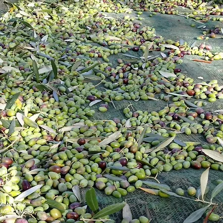 Alloggio per agriturismo Bellosguardo